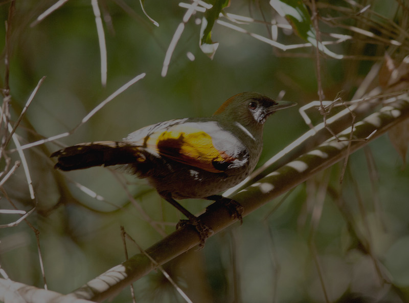golden-winged-laughingthrush-and-new-birding-spots-in-kon-tum-central-highland-vietnam