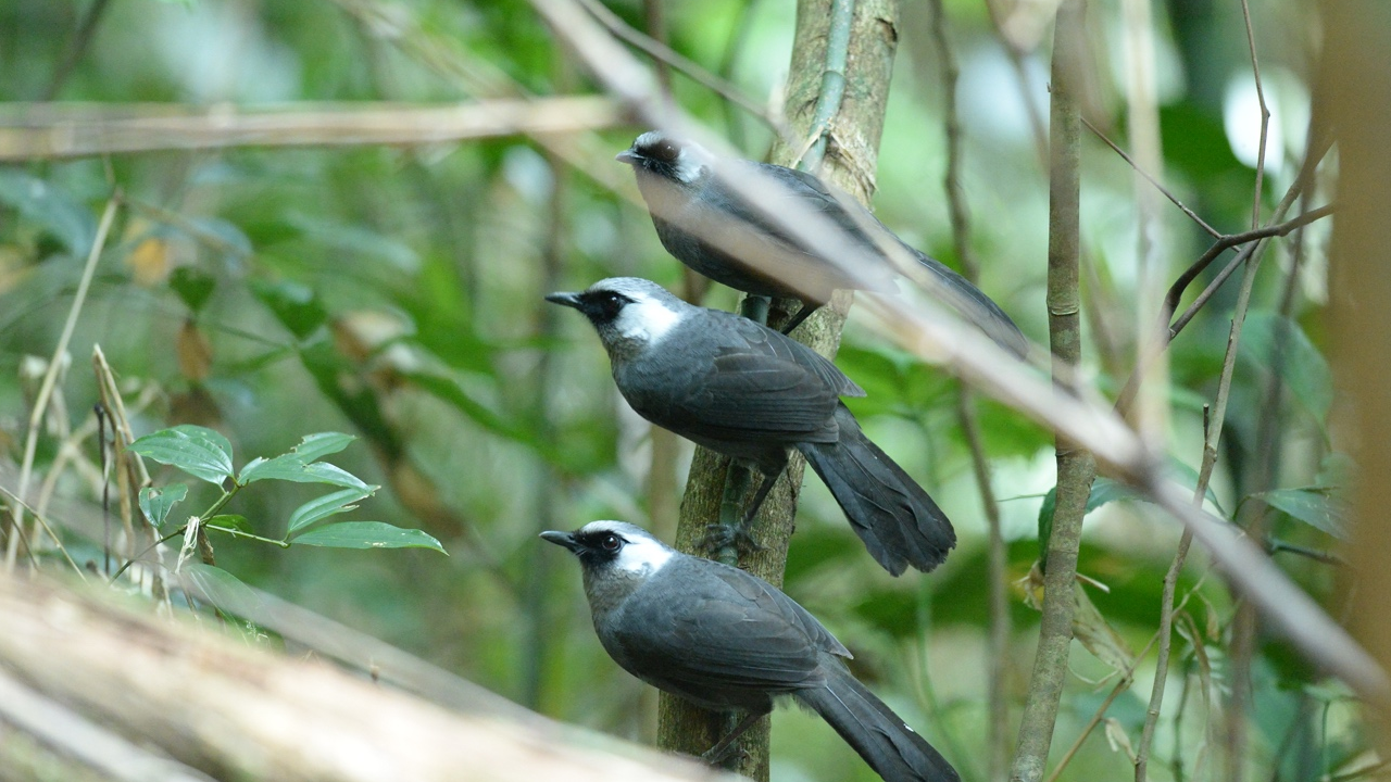 sa-mu-pass-bac-huong-hoa-natural-reserve