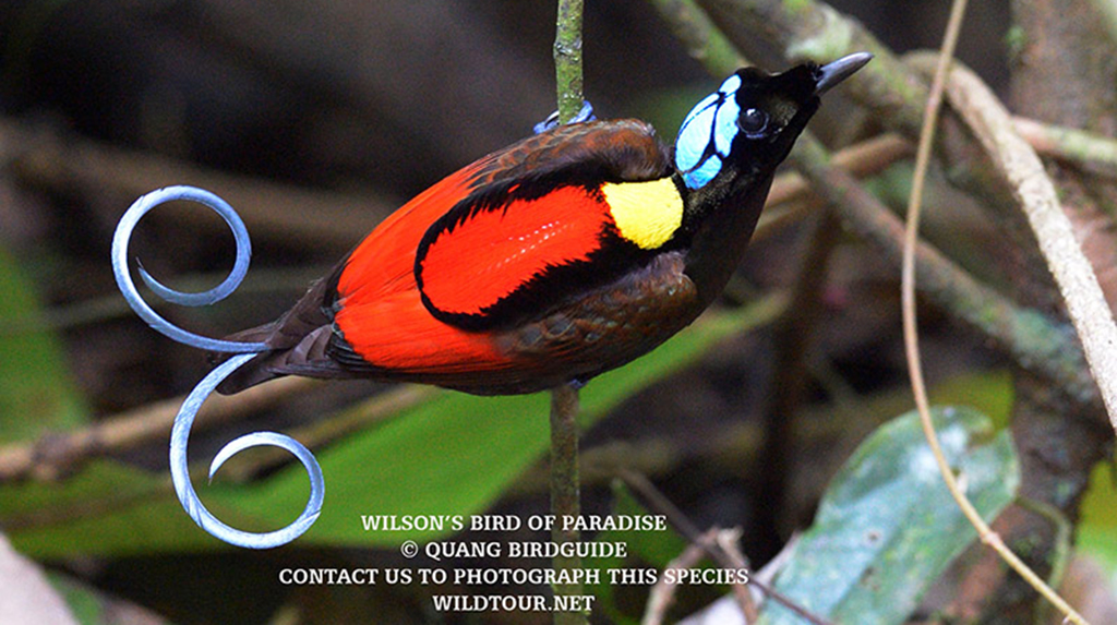 West Papua for Bird of Paradise