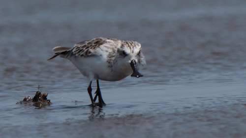 Spoon-billed Sandpiper and Waders in Go Cong