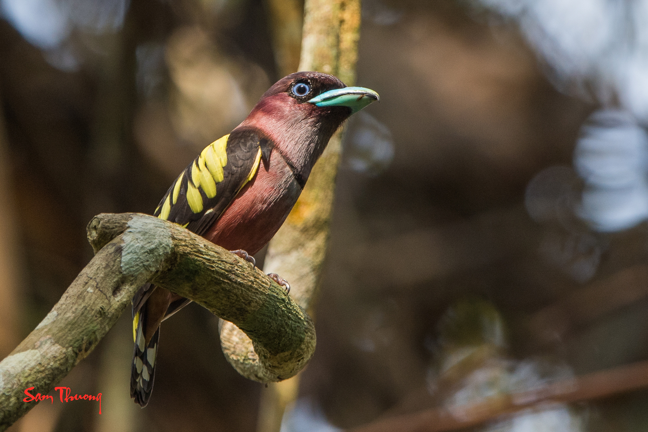 Banded Broadbill