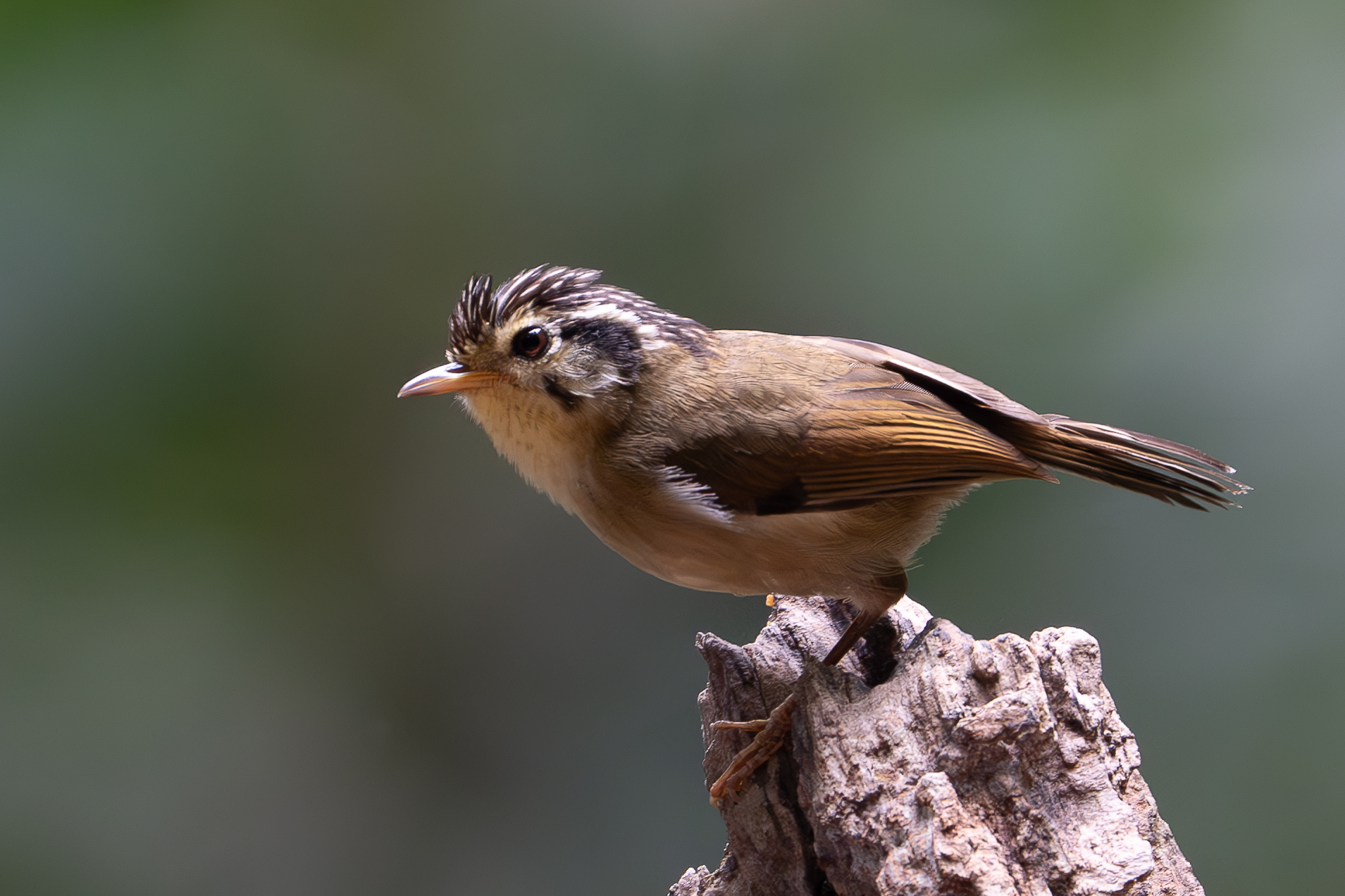 Black-crowned Fulvetta
