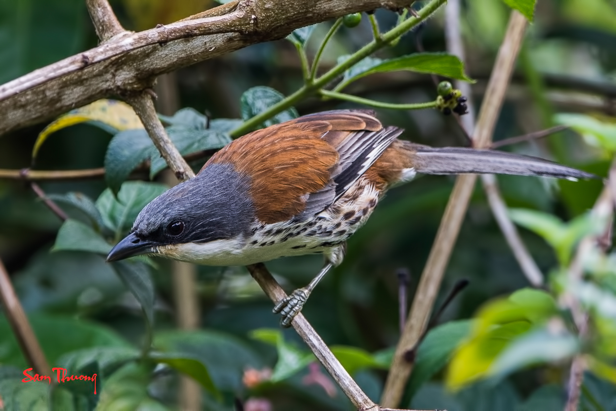Grey-crowned Crocias
