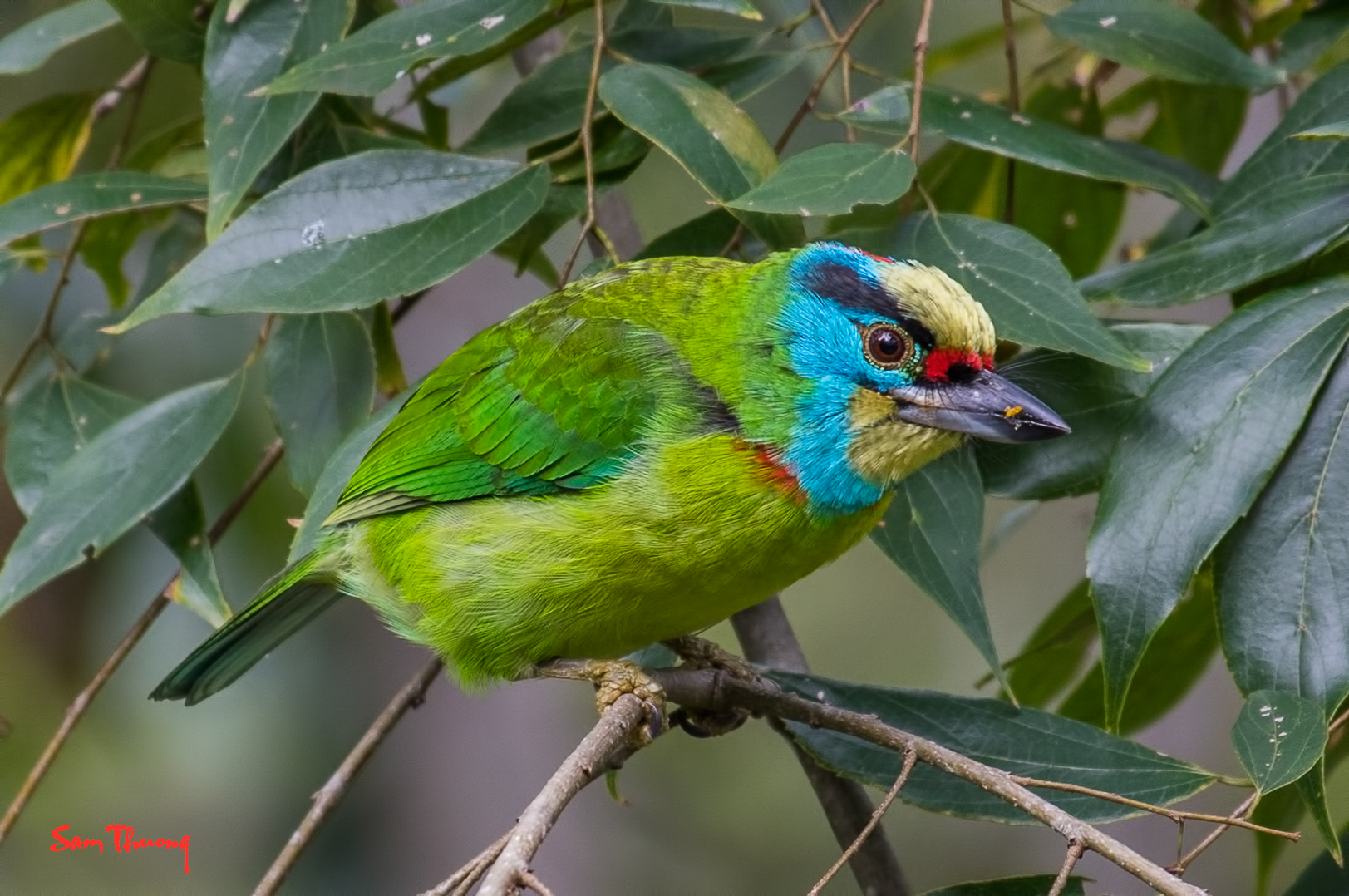 Indochinese Barbet