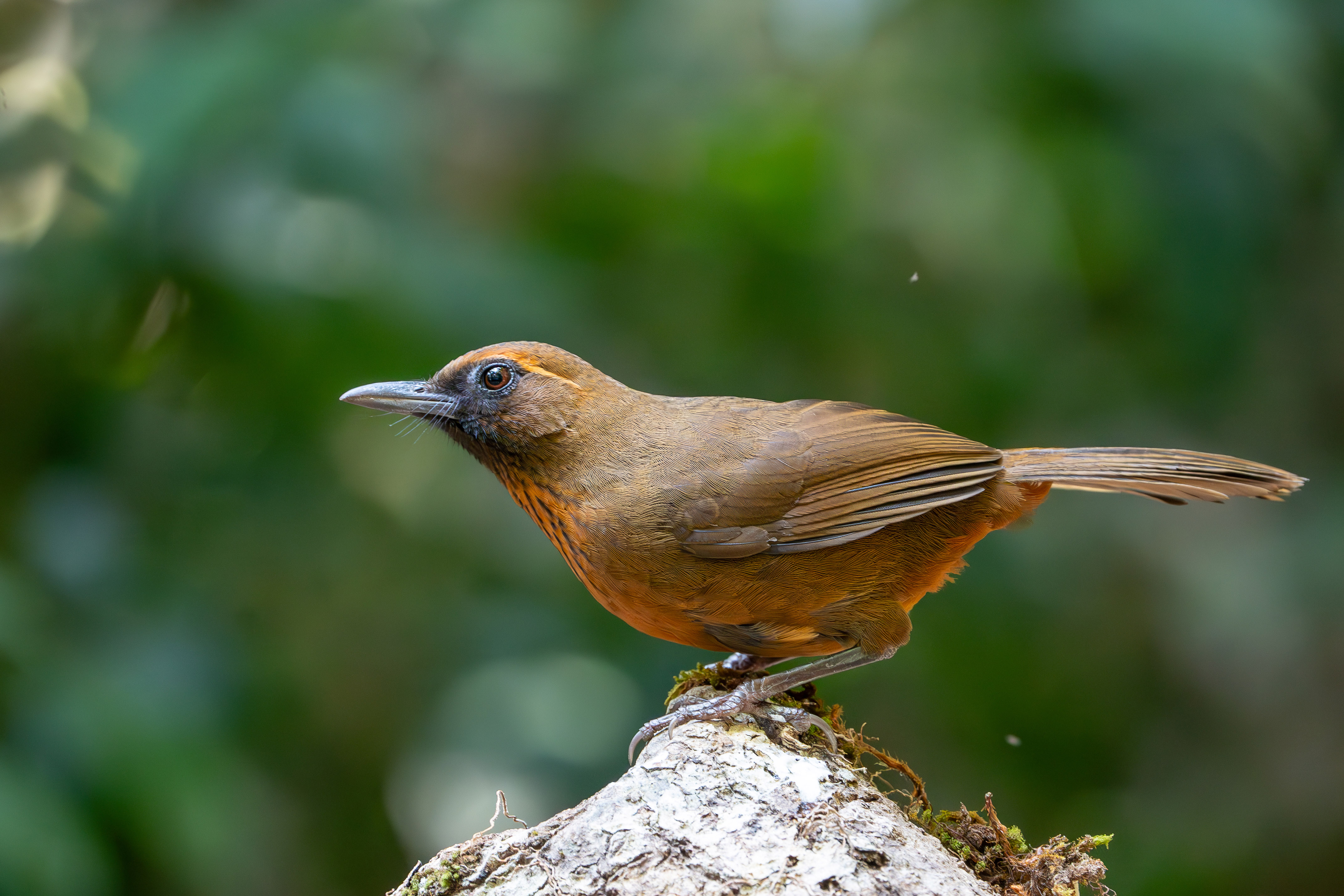 Orange-breasted Laughingthrush
