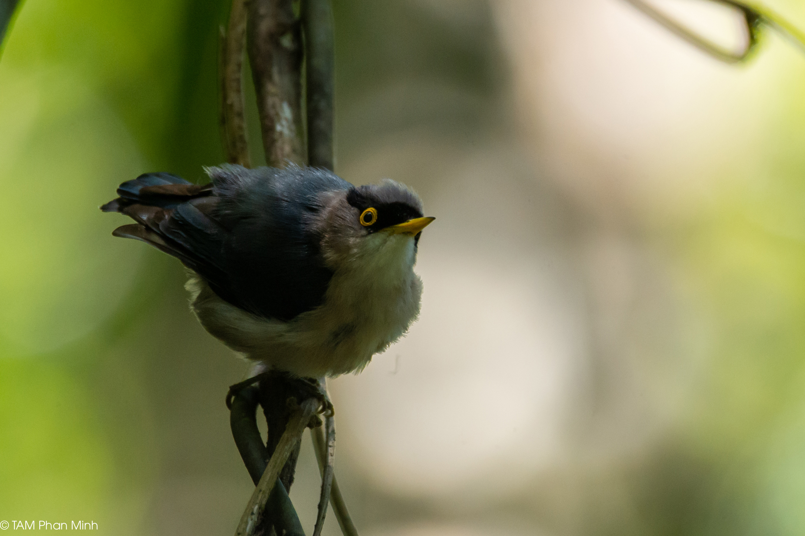 Yellow-billed Nuthatch