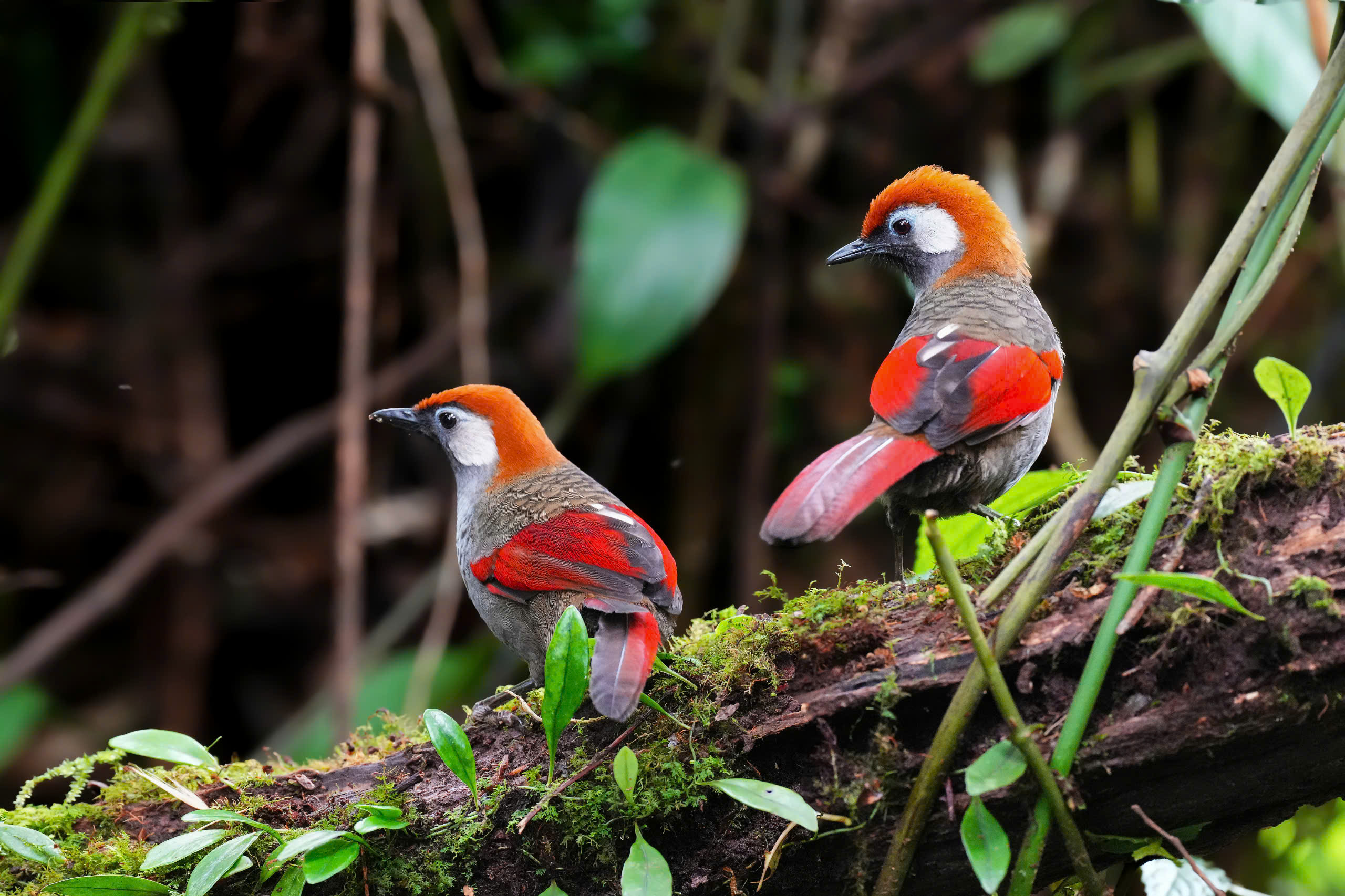 Red-tailed Laughingthrush