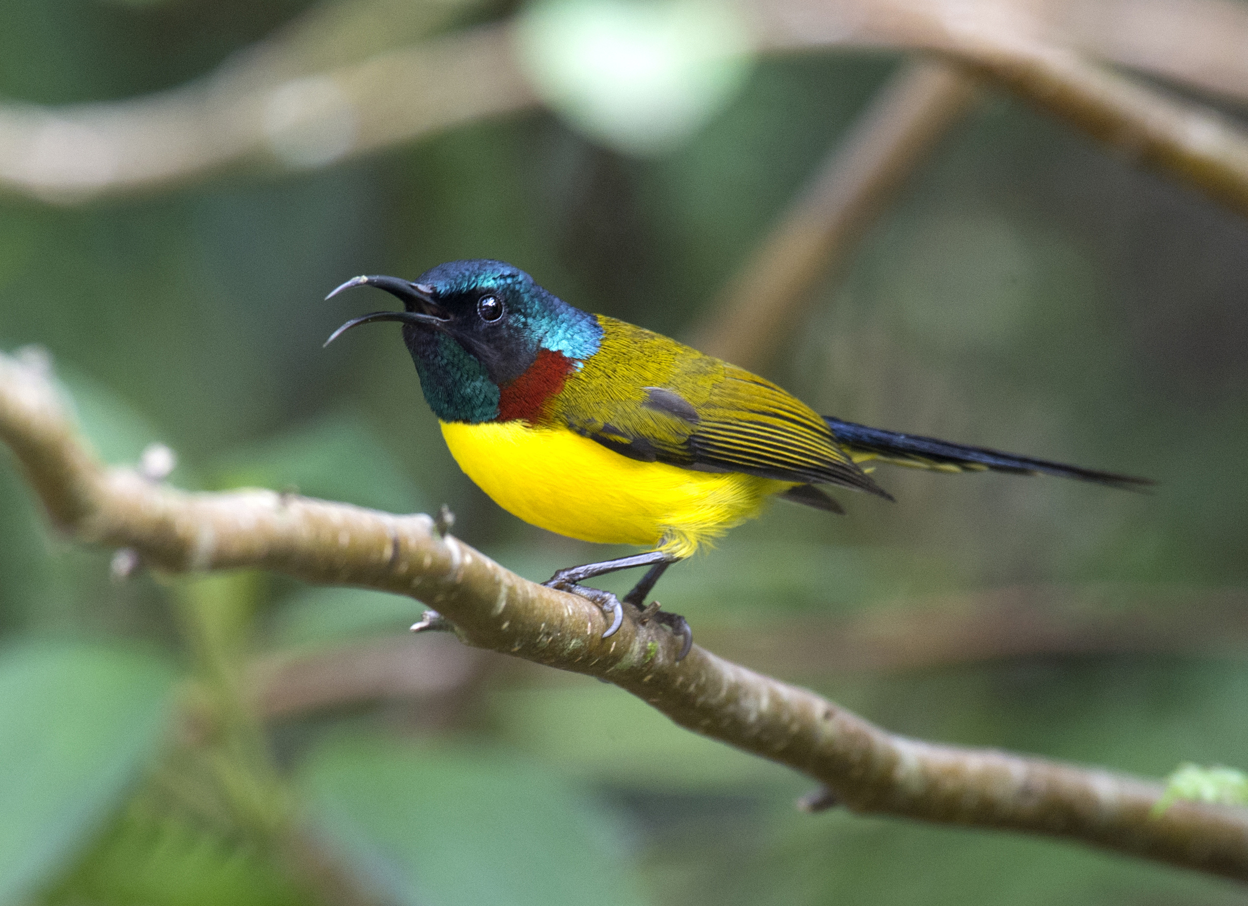 Green-tailed Sunbird