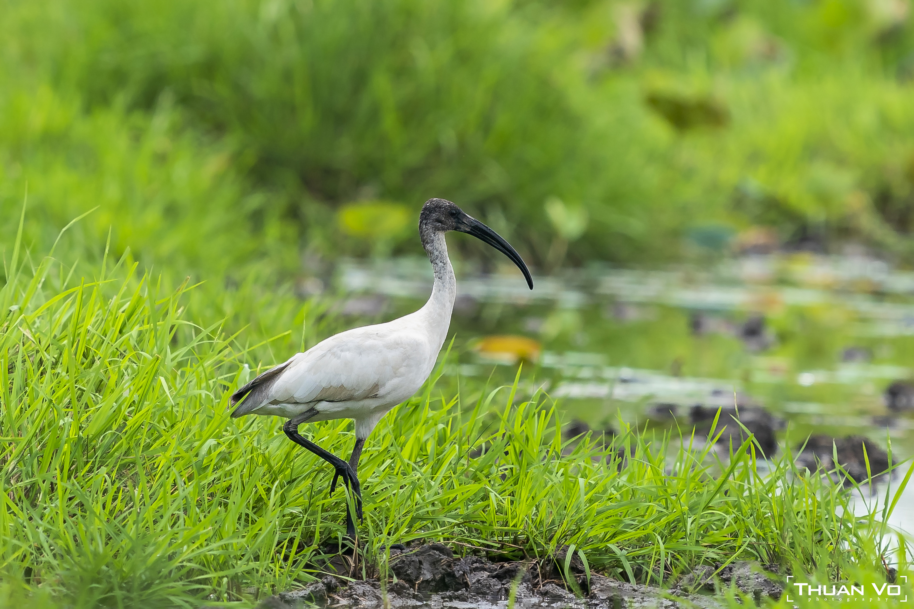 Black-headed Ibis