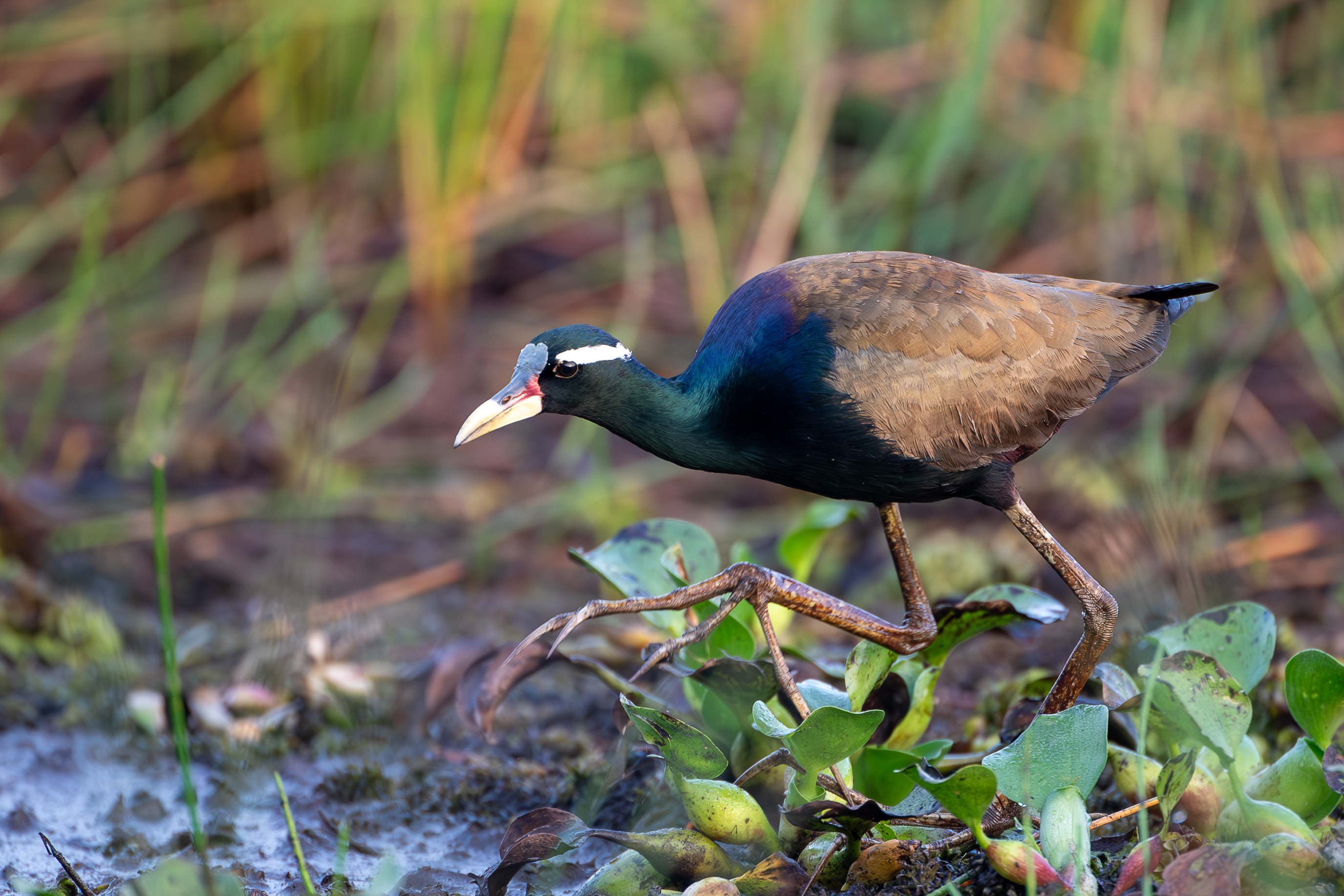 Bronze-winged Jacana