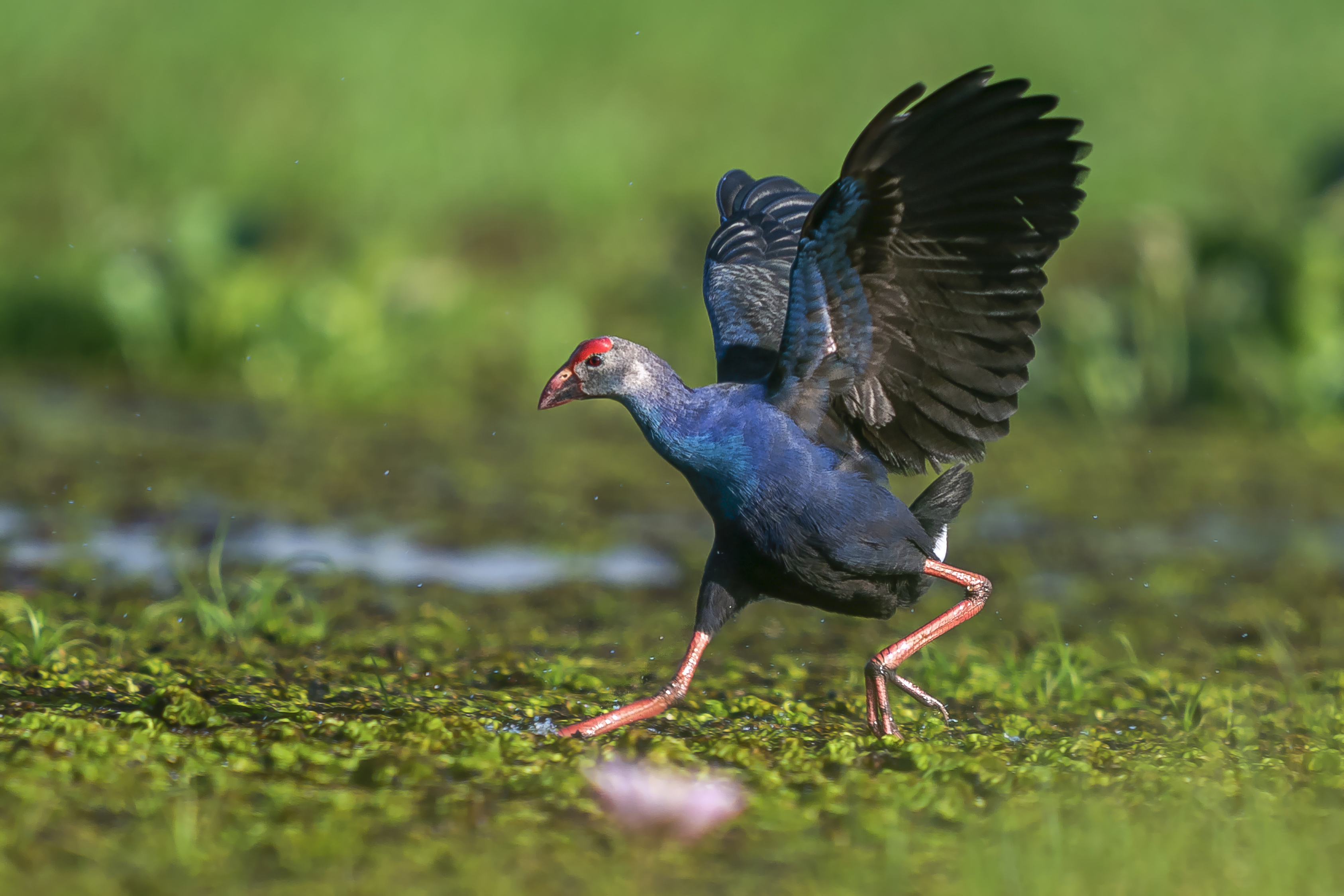 Purple Swamphen